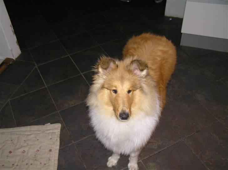Collie langhåret Simba - jah jeg er så skøn på det billed, hvorfor er det ikke hvores profil billed! billede 9