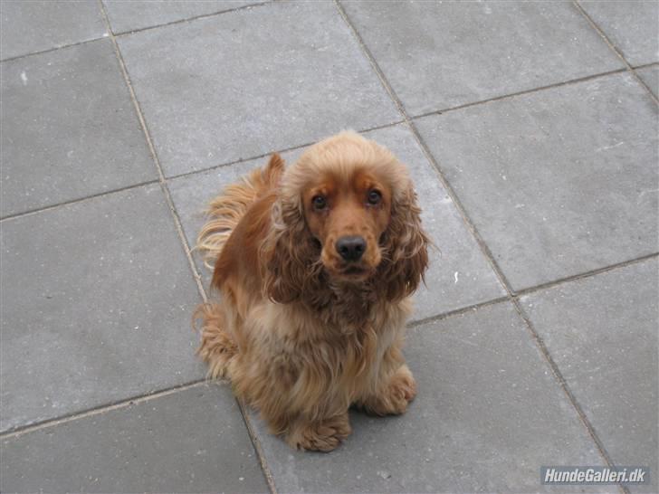 Cocker spaniel Zuma *Bamse* .<33' - Min lille hår tot (lige omkring jul) <3 billede 10