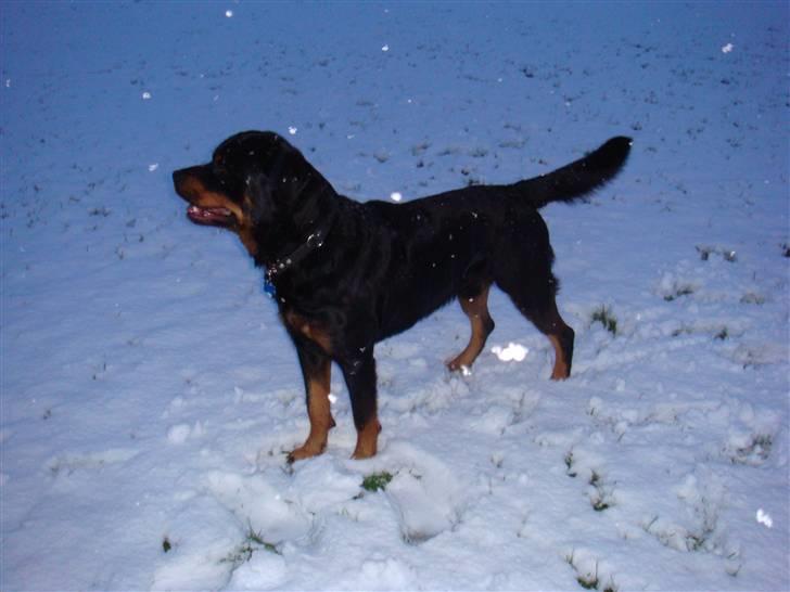 Rottweiler Jacko  *solgt* billede 11
