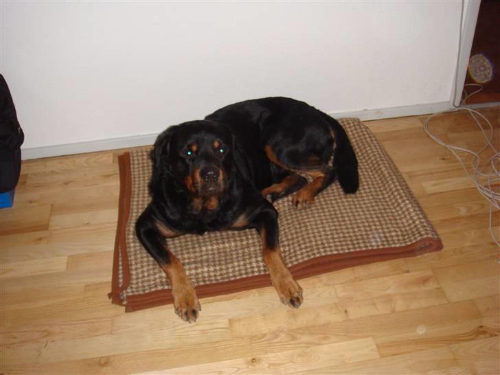Rottweiler Jacko  *solgt* billede 12