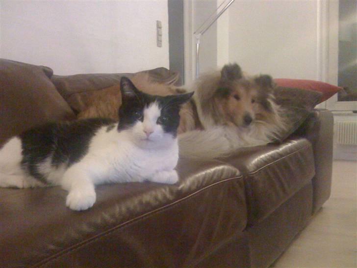 Collie langhåret Simba - ihh ... hvor dejligt at hygge med katten billede 11
