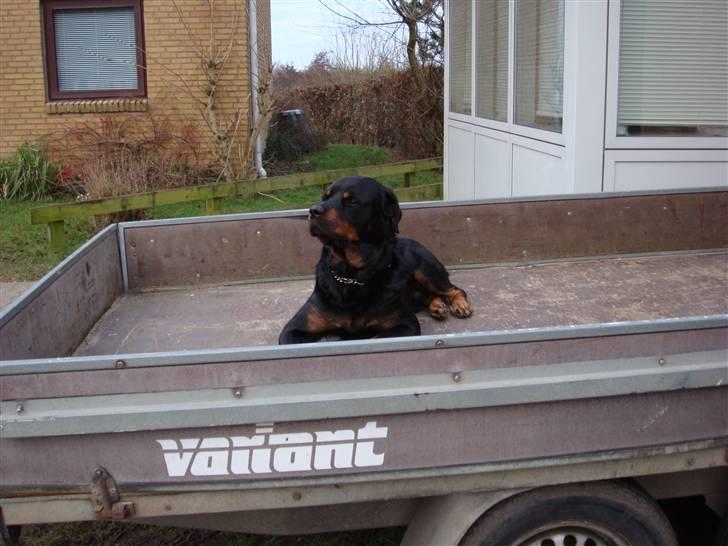 Rottweiler Jacko  *solgt* - jeg vil altså ikk flyttet mig billede 13