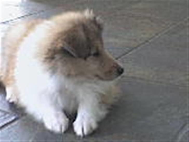 Collie langhåret Simba - hvad er det?? katten? billede 12