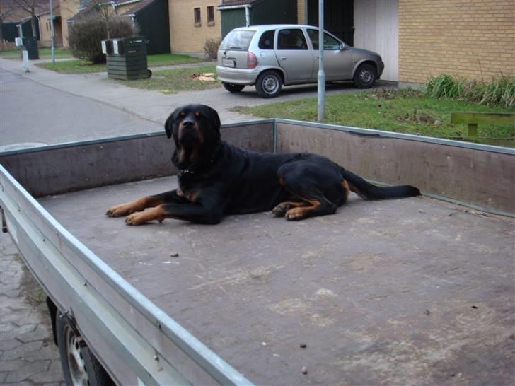 Rottweiler Jacko  *solgt* - jeg gør det altså ikke. billede 14