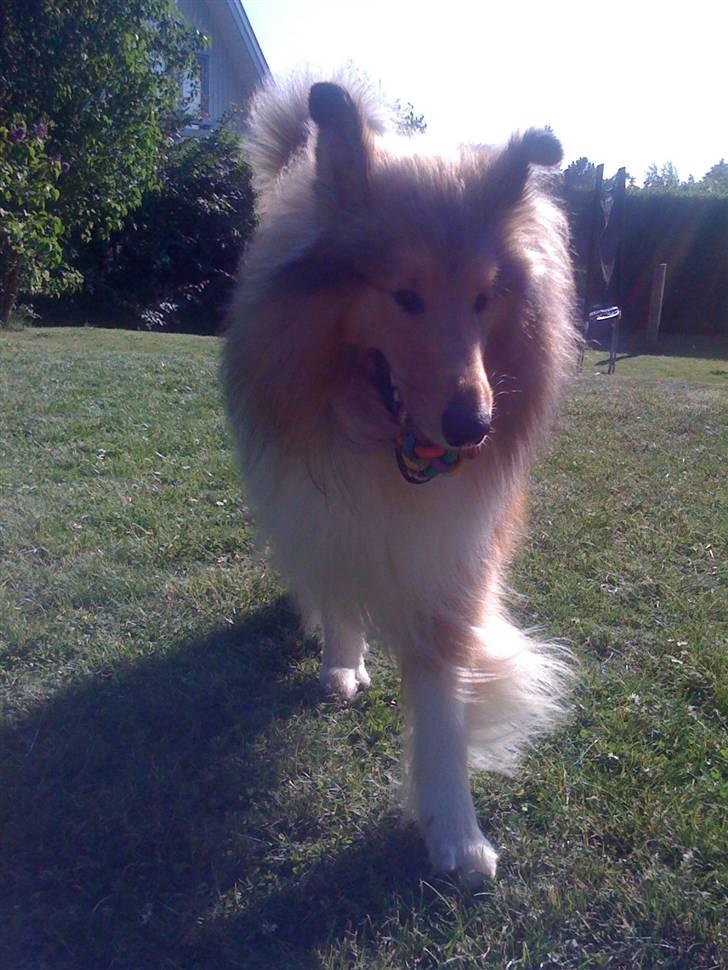 Collie langhåret Simba - hvor er jeg NUTTED!! jeg var bare så kær lige der.... min bedste dag nogensinde, fordi der kom jeg med hjem <33  billede 13
