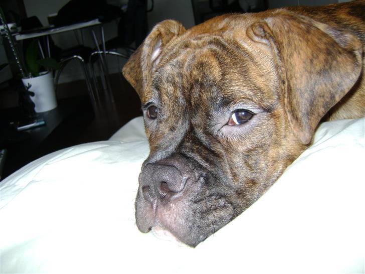 Blanding af racer Kiwi billede 1