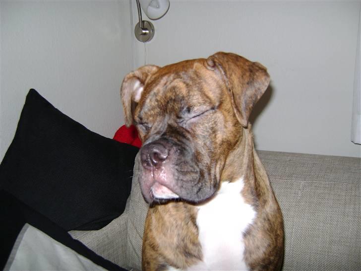 Blanding af racer Kiwi billede 2