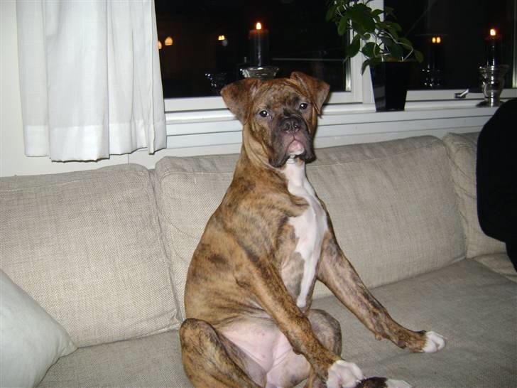 Blanding af racer Kiwi billede 3