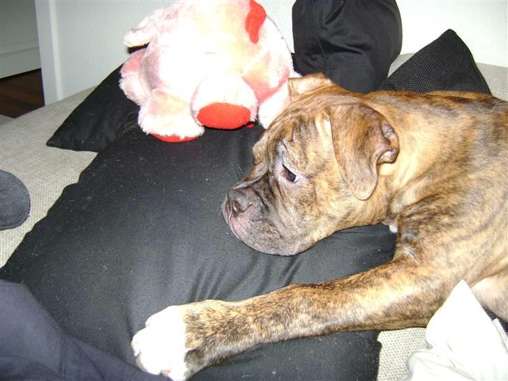 Blanding af racer Kiwi billede 4