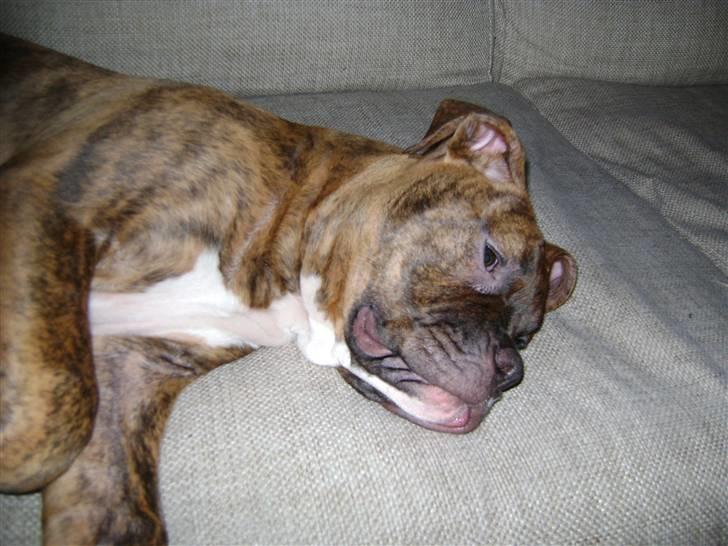 Blanding af racer Kiwi billede 5