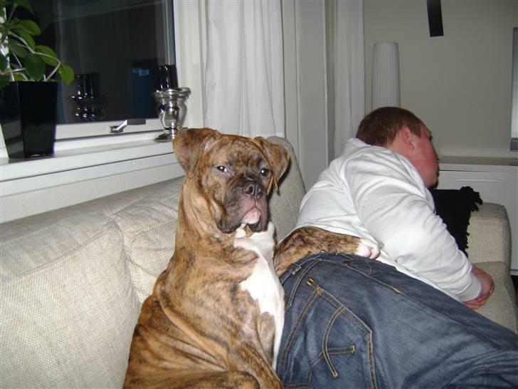 Blanding af racer Kiwi billede 6