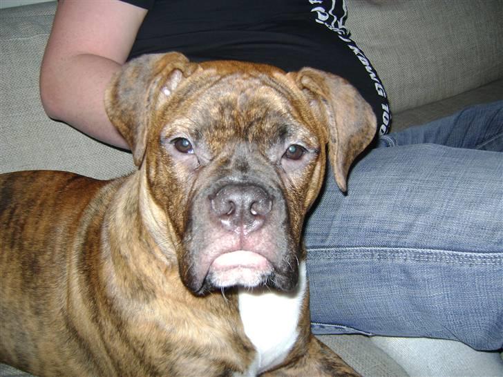 Blanding af racer Kiwi billede 8