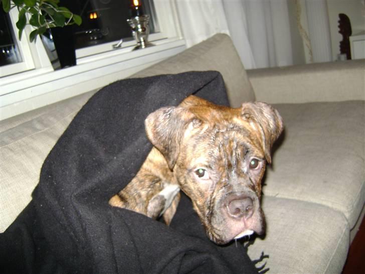 Blanding af racer Kiwi billede 9