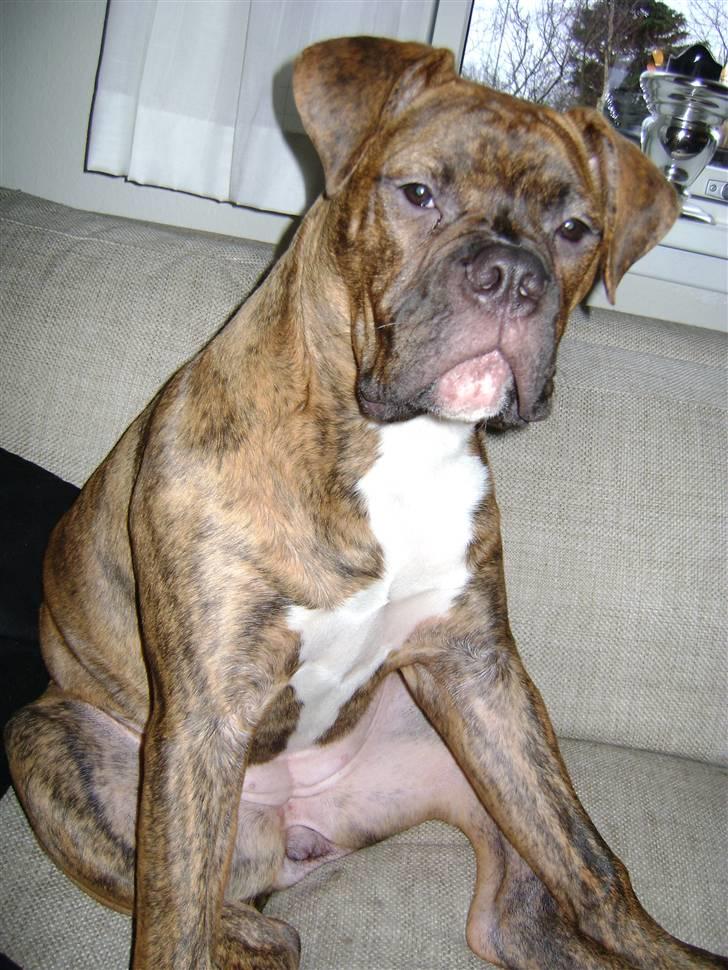 Blanding af racer Kiwi billede 10