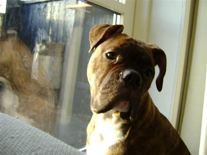 Blanding af racer Kiwi billede 11