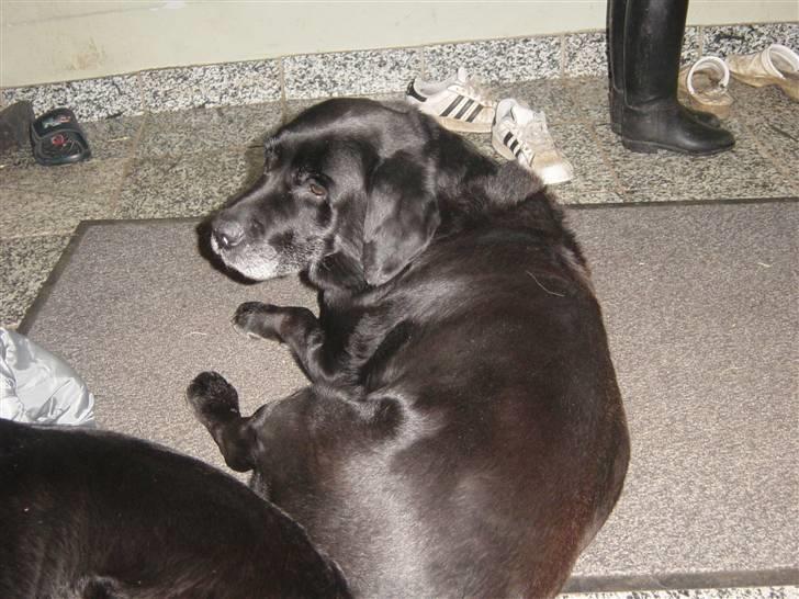 Labrador retriever Pan<333 R.I.P:( D.9/10-10 - Ohh kan jeg ikke få lov til at sove i FRED??? billede 17