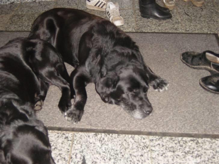 Labrador retriever Pan<333 R.I.P:( D.9/10-10 - Så er lige kommet hjem fra en diglig gå tur sammen med min ynglings ejer og det er Maja hun passer mig meget godt!!!!. Jeg er træt Theis så kan du ikke lige lavde mig være og så kan du lege med Maja billede 18