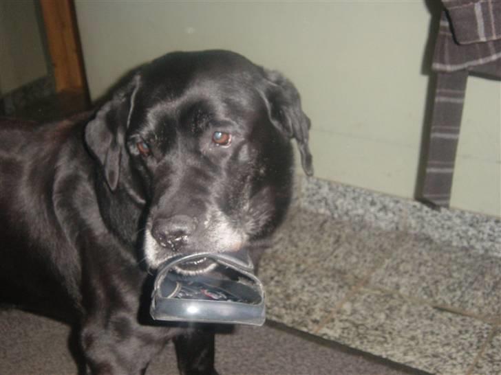 Labrador retriever Pan<333 R.I.P:( D.9/10-10 - Jaaa nu skal jeg ud og gå Theis du skal da ikke med ???? jo det skal han nok billede 19