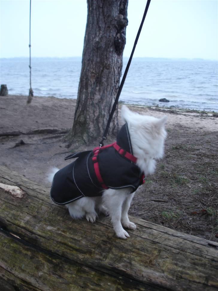 Volpino italiano Hedehuset´s Santa Lucia billede 10