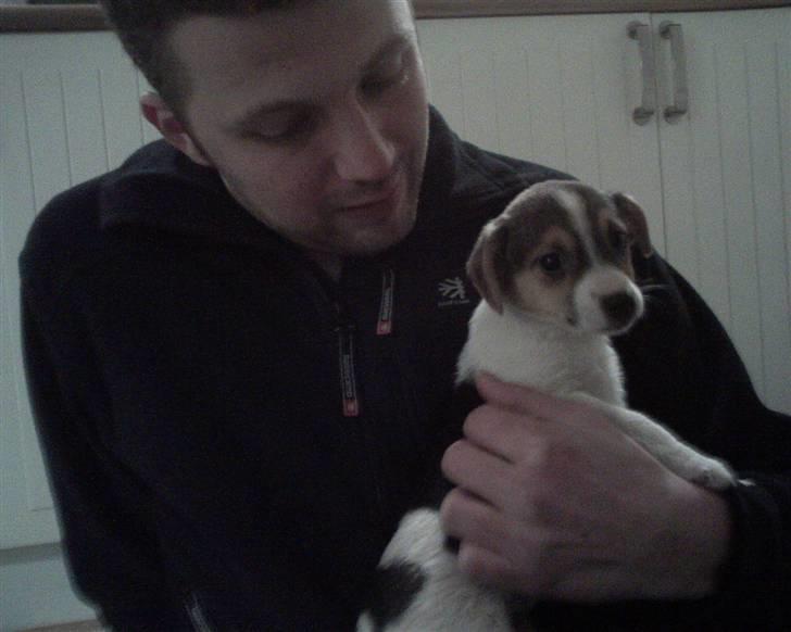 Dansk svensk gaardhund Cika R.I.P. - Se hvor lille bitte jeg var da jeg var 9 uger gammel. -Lige ankommet til mit nye hjem... billede 10