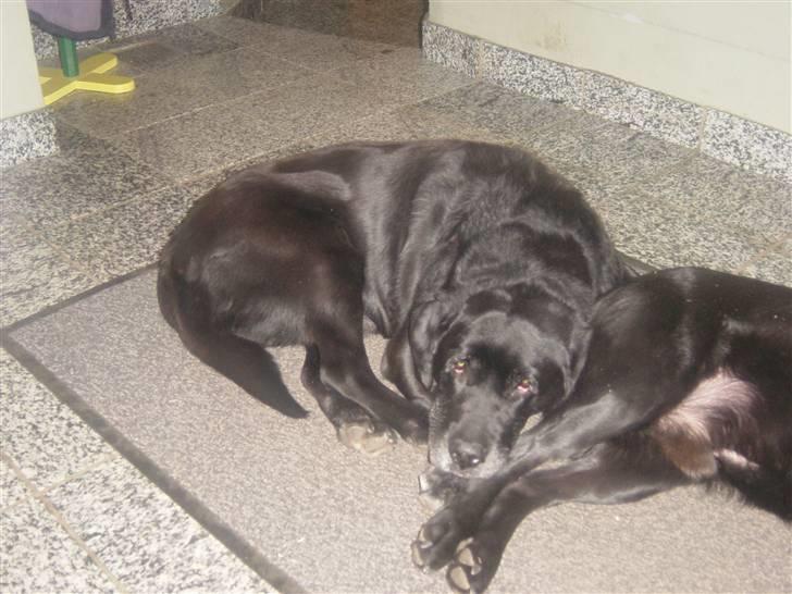 Labrador retriever Pan<333 R.I.P:( D.9/10-10 - Jeg er træt nuuuu billede 20