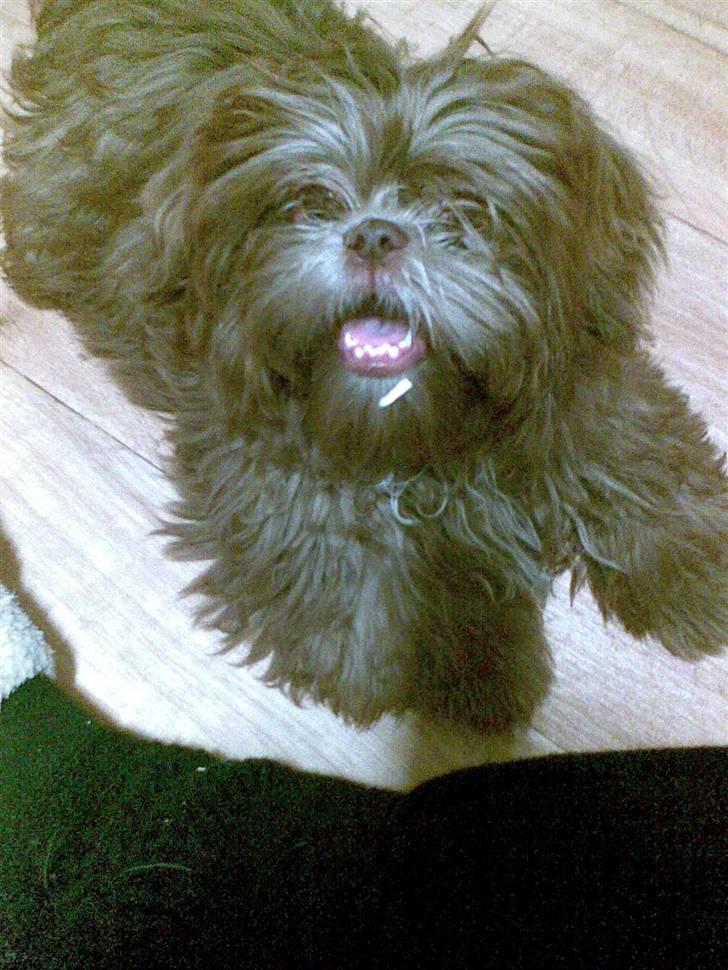 Shih tzu Bella billede 10