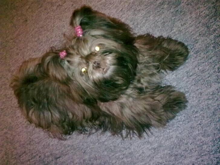 Shih tzu Bella billede 11