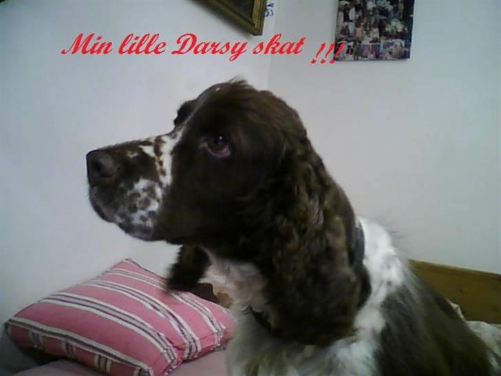 Engelsk springer spaniel darsy billede 1
