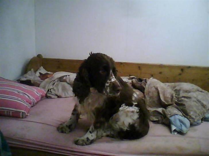 Engelsk springer spaniel darsy billede 2