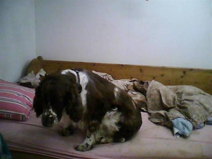 Engelsk springer spaniel darsy billede 3