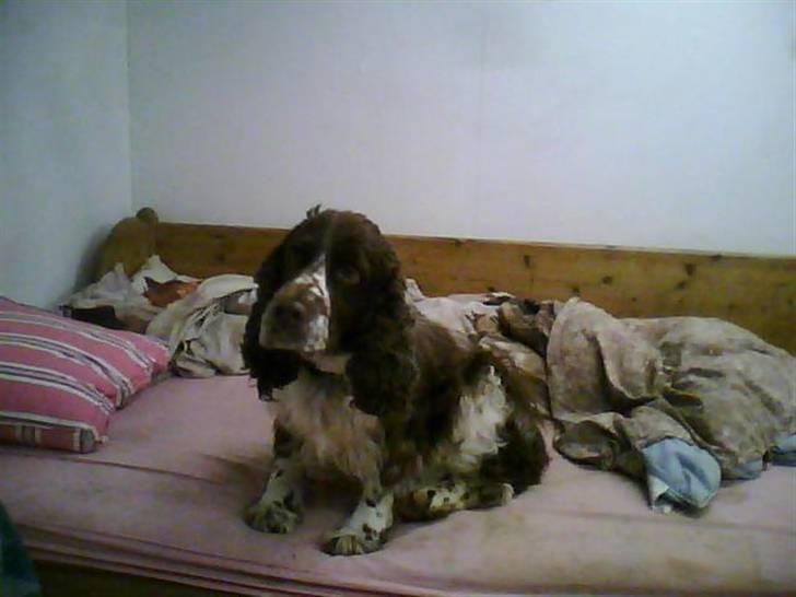 Engelsk springer spaniel darsy billede 4