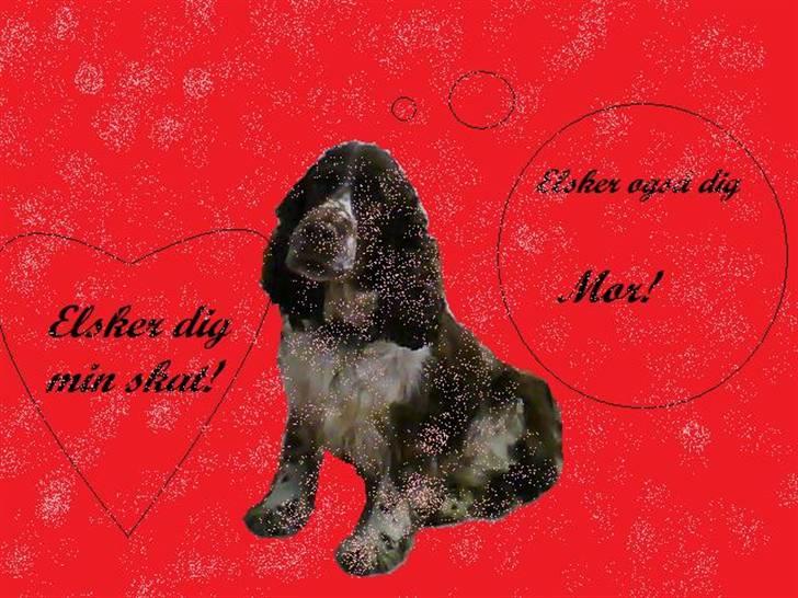 Engelsk springer spaniel darsy billede 5