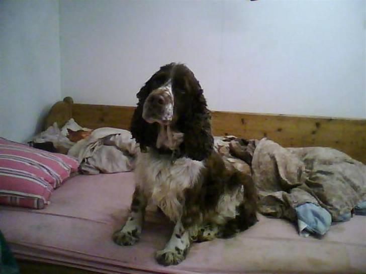 Engelsk springer spaniel darsy billede 6
