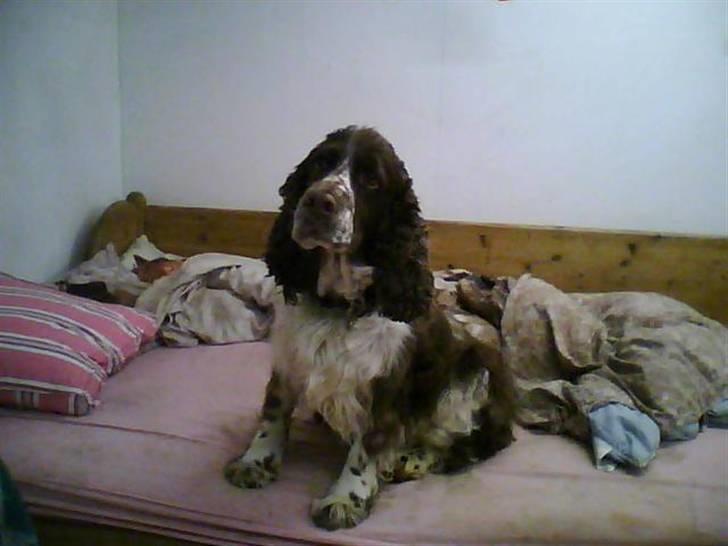 Engelsk springer spaniel darsy billede 7