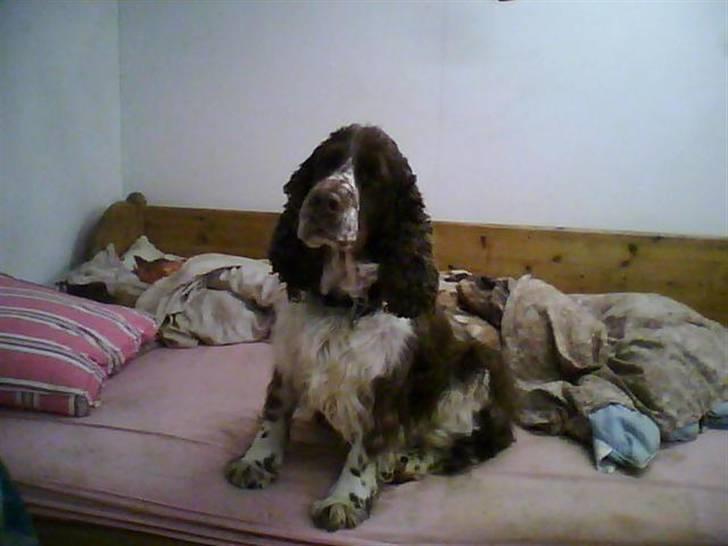 Engelsk springer spaniel darsy billede 9