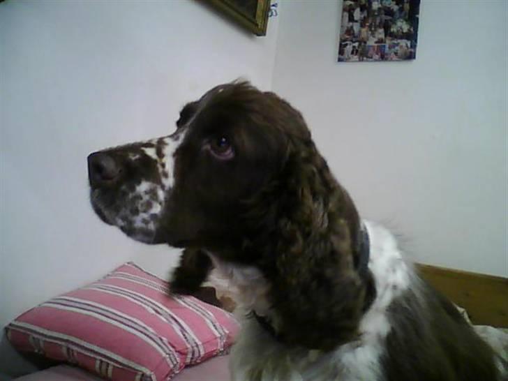 Engelsk springer spaniel darsy billede 10