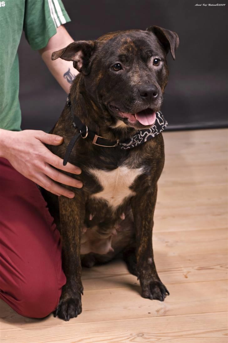 Blanding af racer Nynne R.I.P. - Flotte model billeder af Nynne. Fra Jan 2009. billede 15