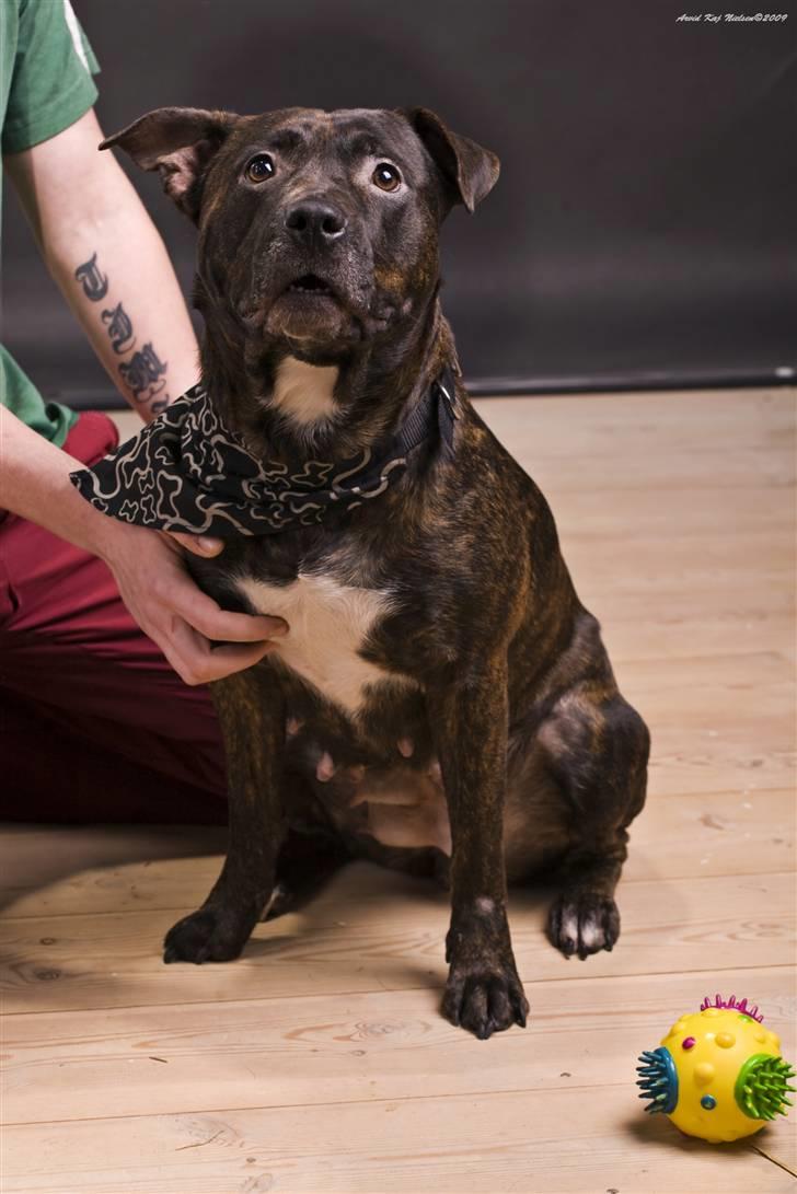 Blanding af racer Nynne R.I.P. - Neej nej alle de lys ;P billede 16