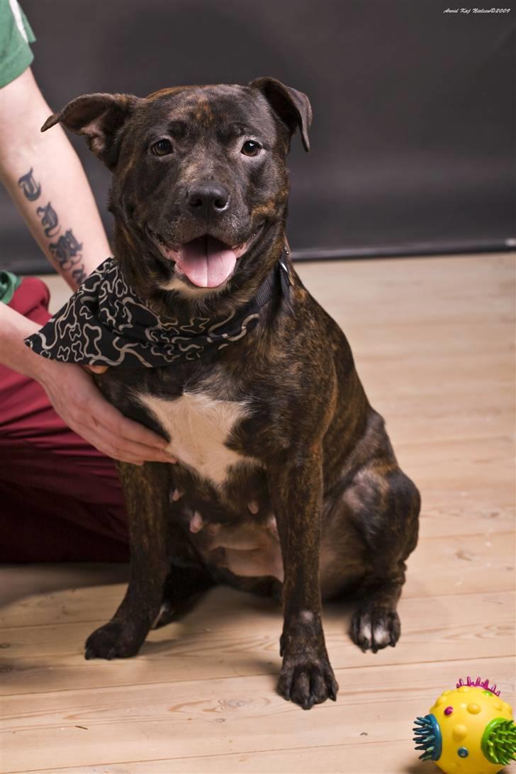 Blanding af racer Nynne R.I.P. billede 17