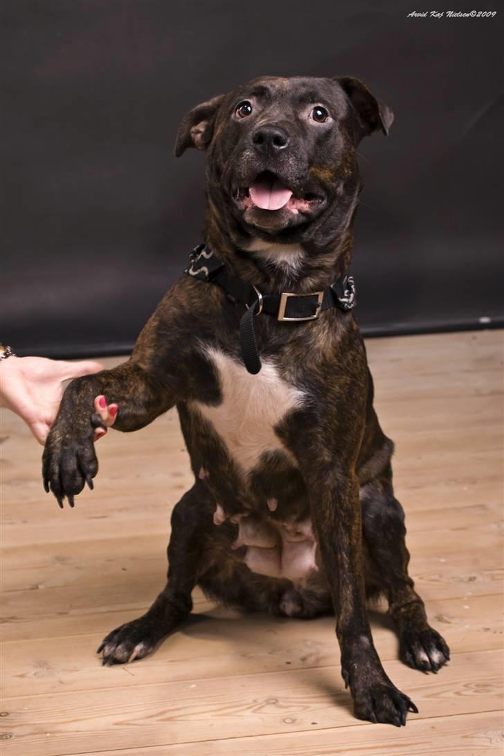 Blanding af racer Nynne R.I.P. - Jaah, der er en lille model gemt i hende. billede 19