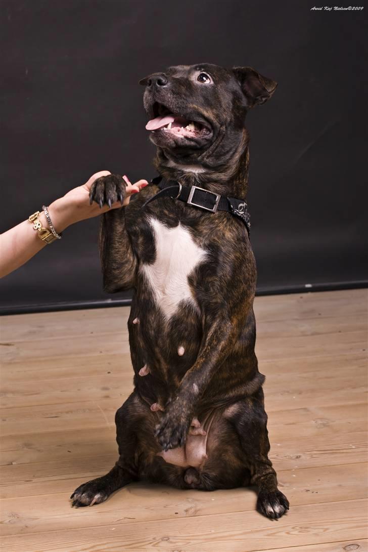 Blanding af racer Nynne R.I.P. - Seeee hvor dygtig jeg er, mor ;P billede 20