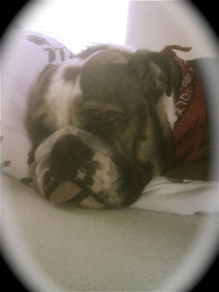 Engelsk bulldog MANSE - Manse tar´ sig en lur billede 2