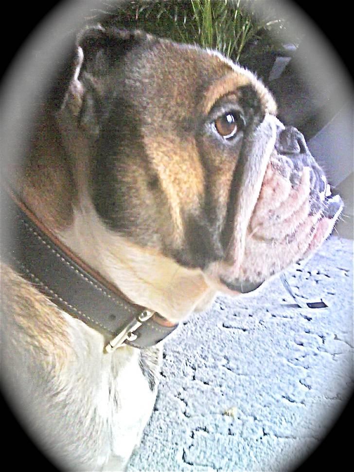 Engelsk bulldog MANSE - Close up :-D billede 3