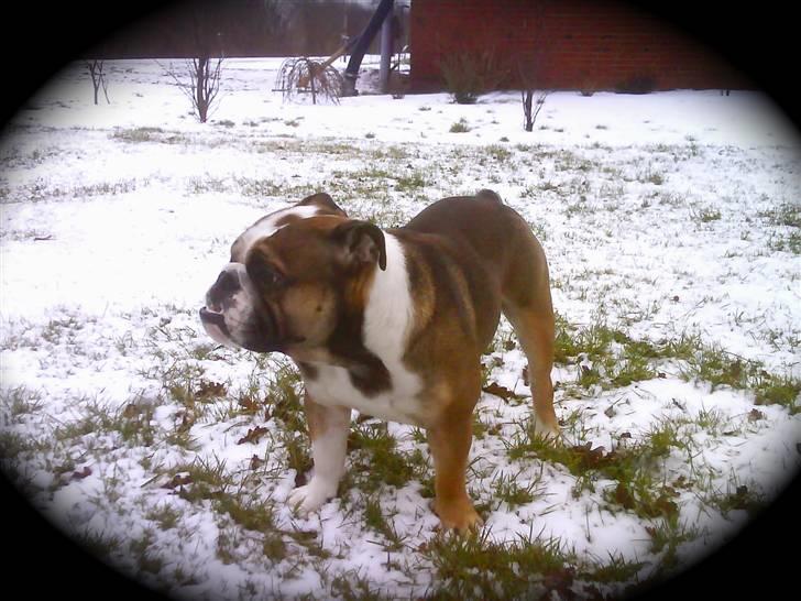 Engelsk bulldog MANSE - Manse i sneen billede 4