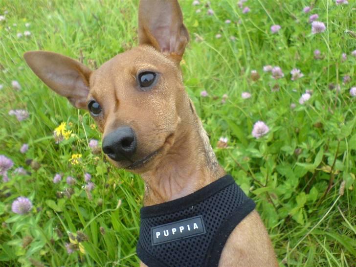 Dvaergpinscher Junior billede 1