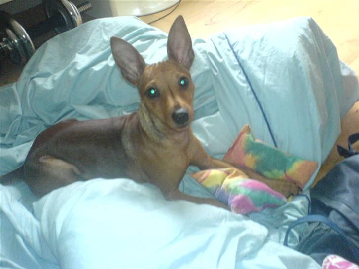 Dvaergpinscher Junior billede 2