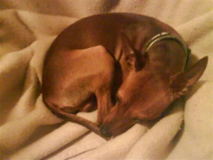 Dvaergpinscher Junior billede 3