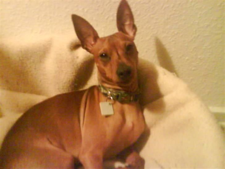 Dvaergpinscher Junior billede 4