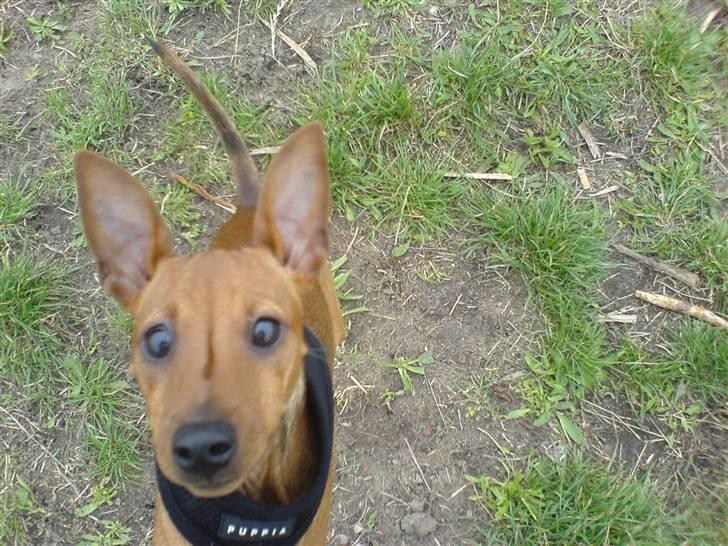 Dvaergpinscher Junior billede 5