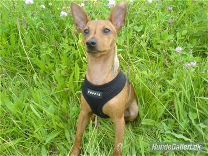 Dvaergpinscher Junior billede 6